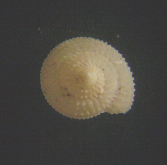 Piccolo gasteropode